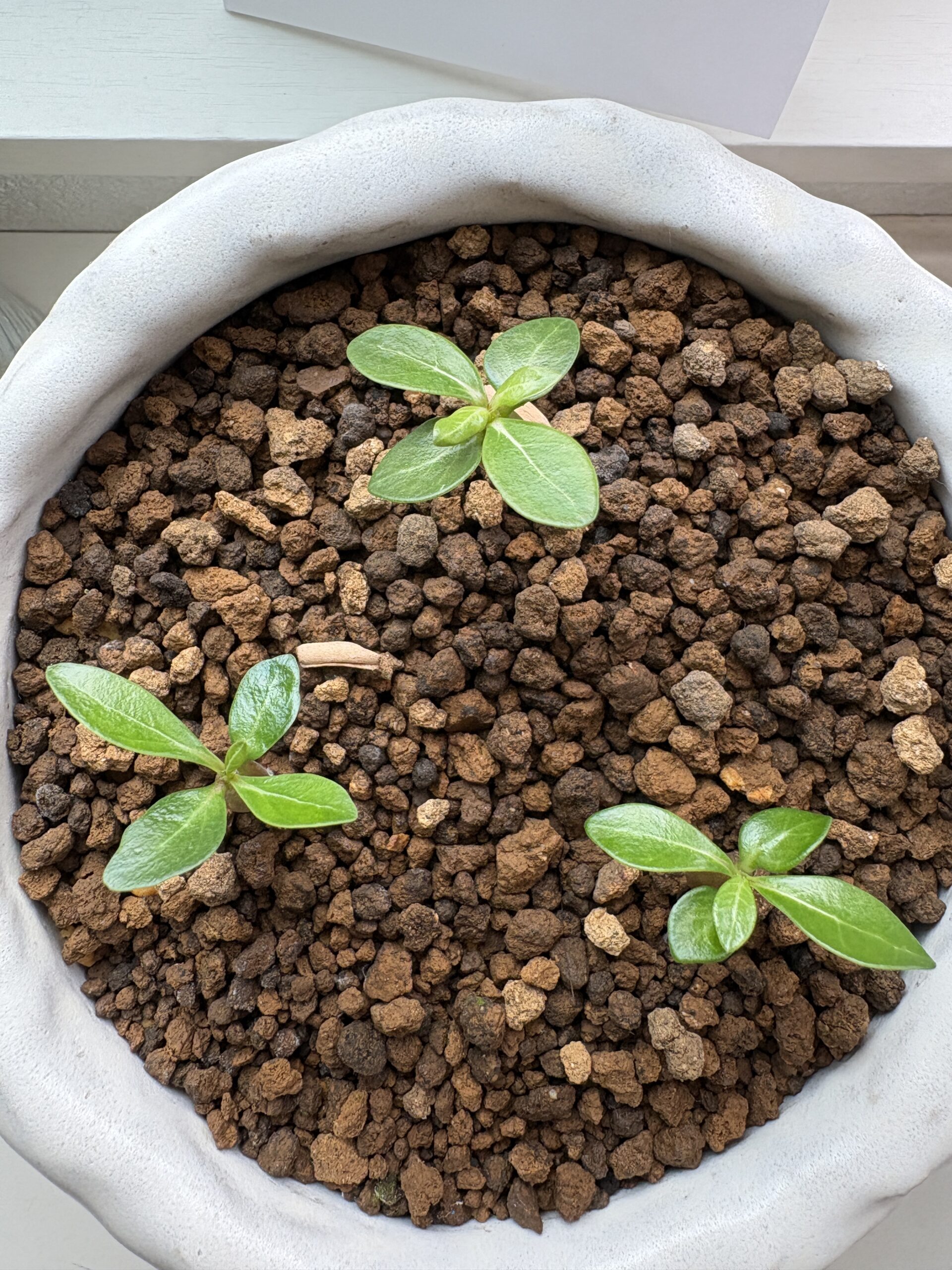 アデニウム実生チャレンジ！タネから塊根植物を育ててみた〜自作の