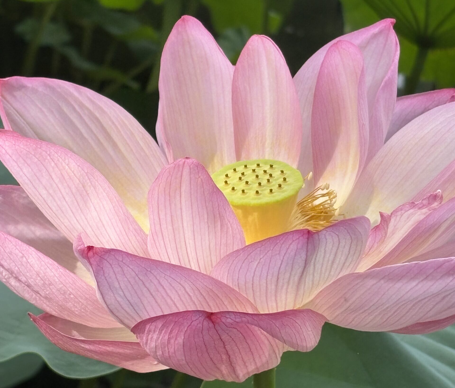 悟りの象徴とも言われる”蓮（ハス）の花（ロータス）”の香りはどんな